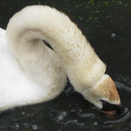 zwaan met geschoren nek