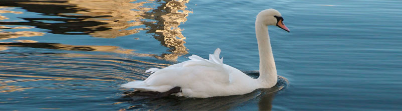 Foto van een zwaan