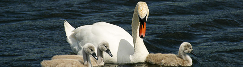 Swan with young swans