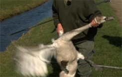 Zwanendrifter pakt zwaan bij een vleugel en bij de hals