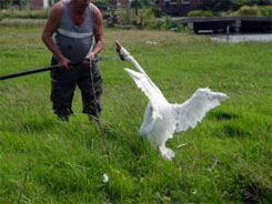 Catching a swan in a brutal way