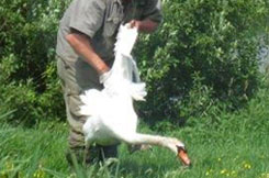 Swan herder folding a swans wings