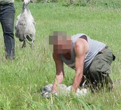 zwanendrifter houdt zwaan in bedwang terwijl een andere een zwaan bij de nek vast houdt